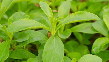 Stevia & Sweeteners