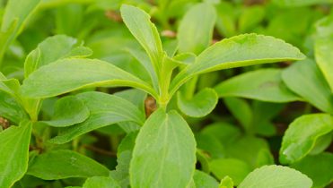 Stevia & Sweeteners